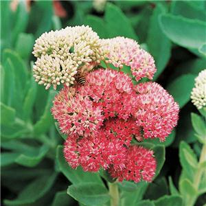 Rhodiola Rosea Extract