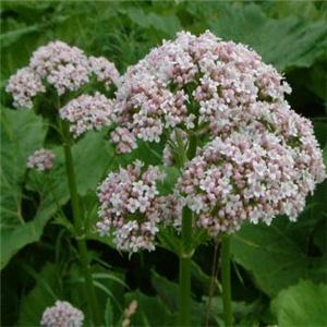 Valerian Extract