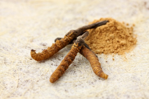 Cordyceps sinensis Extract