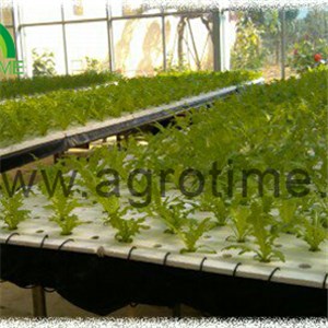 DFT Hydroponic