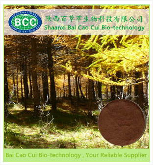 Pine Bark Extract 