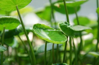 Gotu Kola Extract/Centella asiatica extract