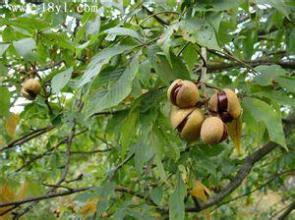 Horse Chestnut Extract Aescins