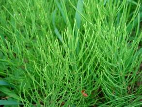 Horsetail Extract