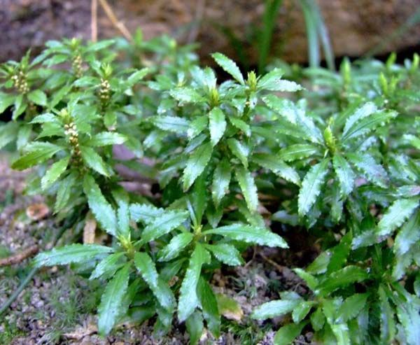 Huperzia Serrata Extract Huperzine A 