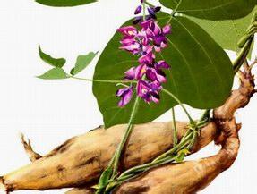 Kudzu Root Extract Isoflavones