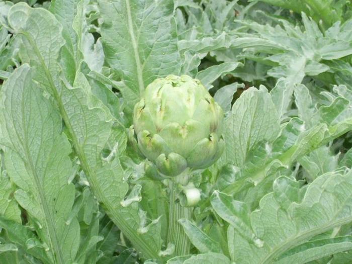 Artichoke Extract Cynarin