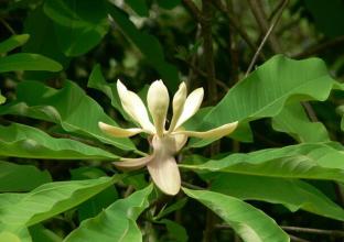 Magnolia Extract Magnolol & Honokiol