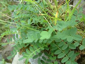 Astragalus Extract