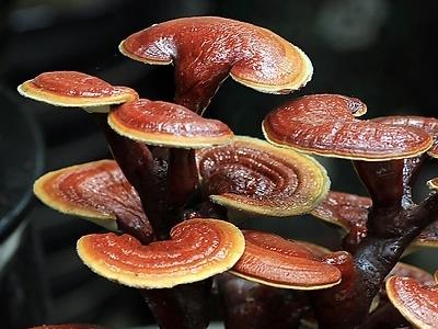 Reishi Mushroom Extract