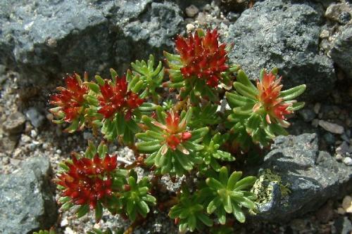 Rhodiola Rosea Extract Salidroside