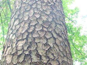 Pine Bark Extract Proanthocyanidins 