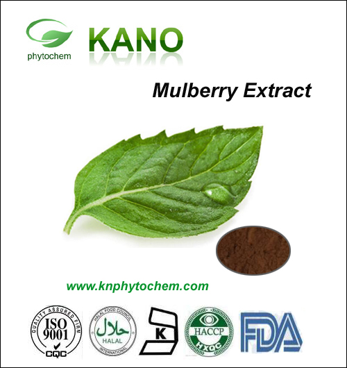 Mulberry Leaf Extract 1% DNJ  Baoji Kano Phytochem