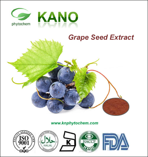 Grape Seed Extract 95%OPC by UV  Anti-oxidant