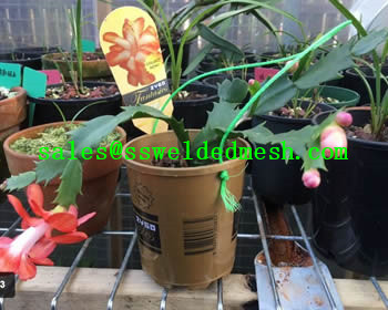 Stainless Steel Welded Mesh Plant Cage, Support