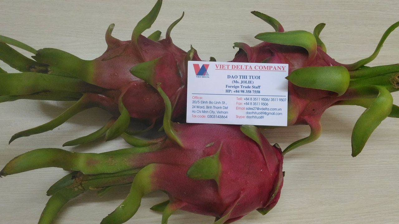 DRAGON FRUIT/ PITAYA Vietnam 2016 (Jolie Whatsapp viber 84 98 358 7558)