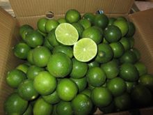 Fresh Green Lemon - Lime - Citrus seed seedless Vietnam 2016 (Jolie whatsapp viber 84 98 358 7558)