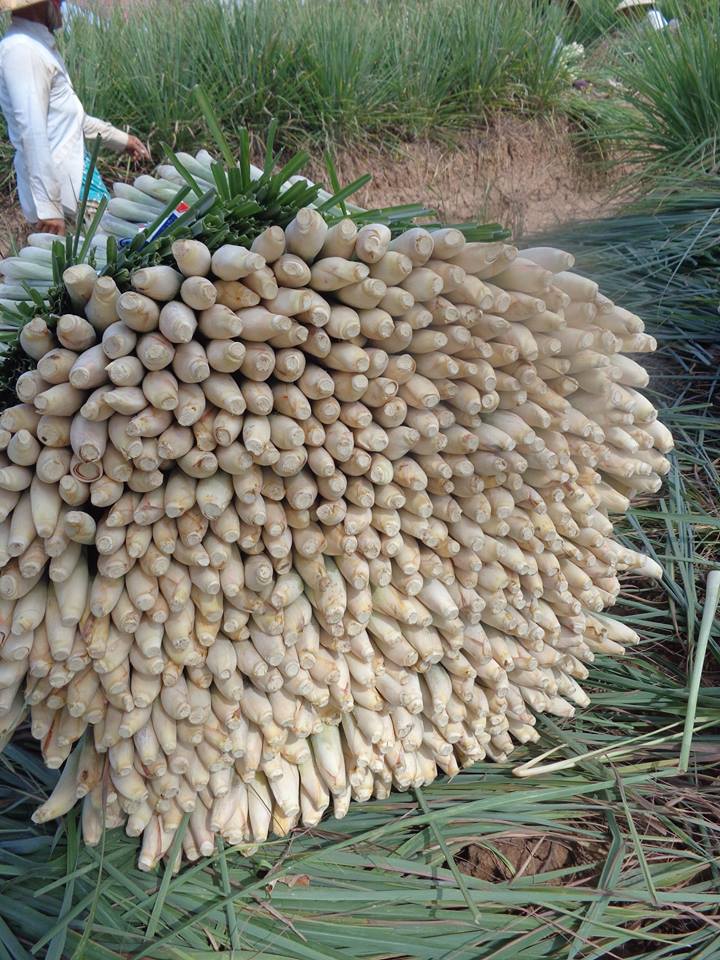 Frozen Lemon Grass - Citronella - Fever Grass - Herb Vietnam 2016 (Jolie whatsapp viber 84 98 358 7558)