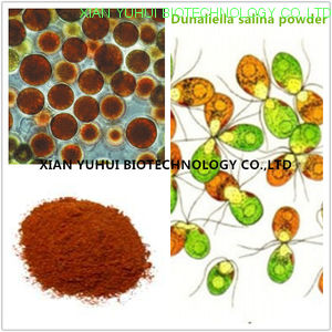 dunaliella salina, Beta Carotene powder,Beta Carotene 5%,Beta Carotene 2.5%