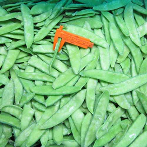 High quality deep freeze fresh raw material pea pods carton packing brc