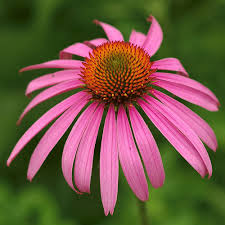 Echinacea Purpurea Extract