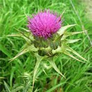 Milk Thistle Extract