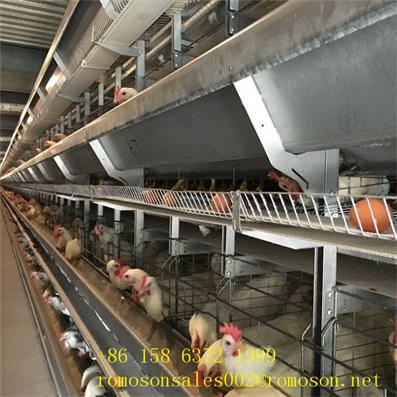 enriched caged hens_shandong  tobetter  economical and practical
