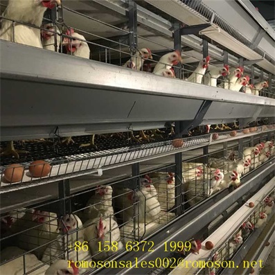 Caged Hens_shandong tobetter high quality Caged Hens_shandong tobetter high quality