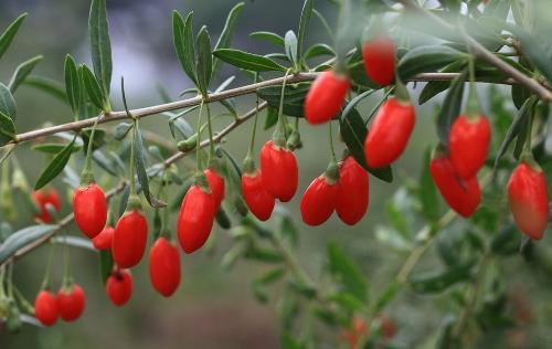 goji berry