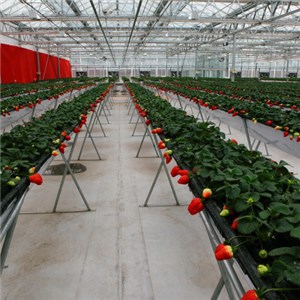 Fruit Greenhouse