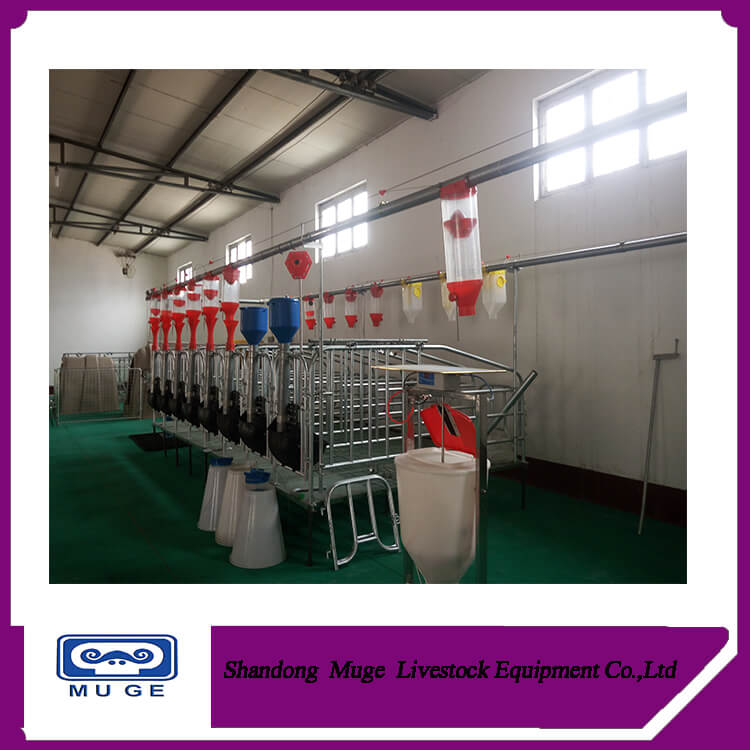 Pig automatic feeding system for pig farm