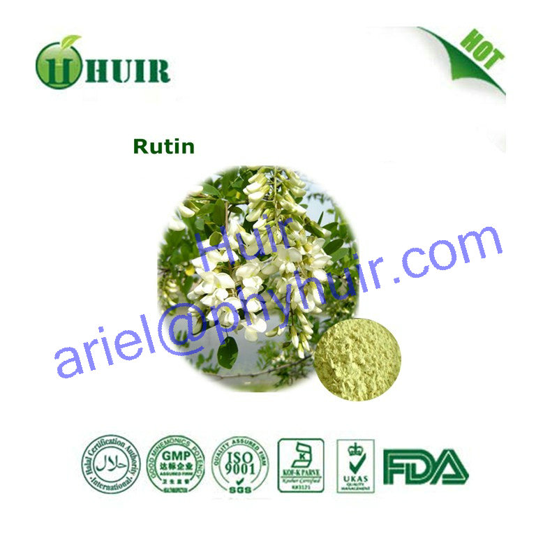 GMP Factory Supply High Quality Sophora Japonica Extract  Rutin NF11 / EP 8.0