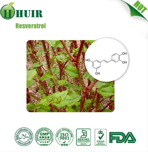 Wholesale Price 100% Nature Resveratrol Powder Extacted from Polygonum Cuspidatum