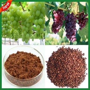 Grape Seed Extract Proanthocyanidins