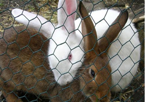 Anping Factory PVC Coated Rabbit wire mesh