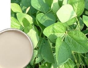 Soybean Seed Extract Powder 99% Stigmasterol