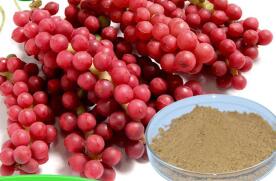 Factories supply pure natural Schisandra extract