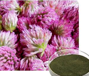natural estrogen Red clover p.e. isoflavones 8%-40% HPLC red clover extract