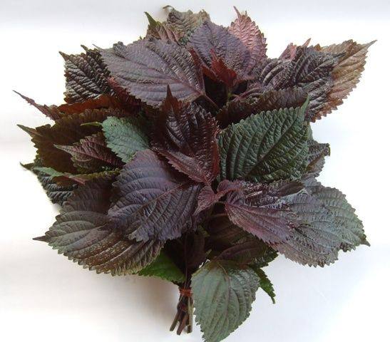 manufacture direct supply high quality Perilla Leaf P.E