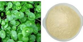 Top Quality 100% pure natural Hydrocotyle asiatica extract/Gotu Kola Extract/ Asiaticoside