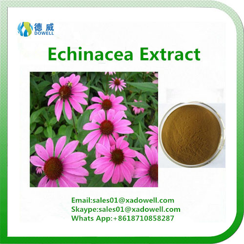 Botanic Extract Echinacea Extract CAS No:70831-56-0
