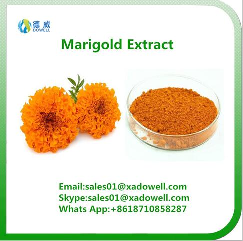 Marigold Extract Lutein 5%-90%