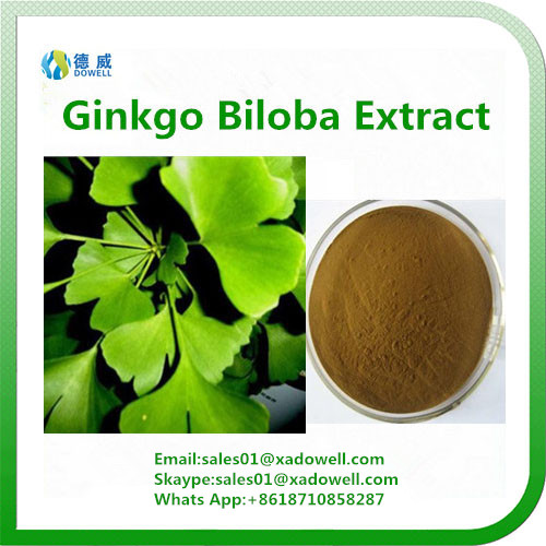 Healthcare Supplement Ginkgo Biloba Extract CAS No.： 90045-36-6