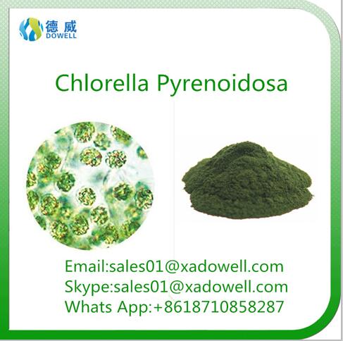 High quality and Natural Beauty Powder Chlorella Pyrenoidosa