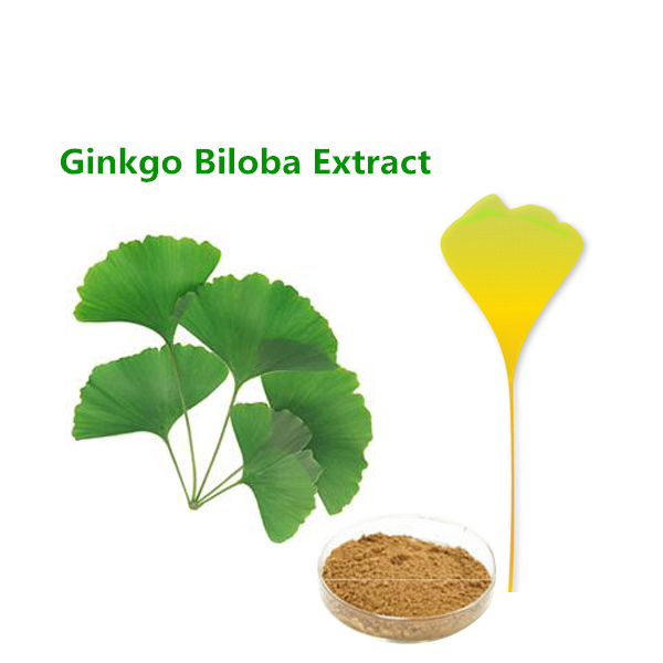 Bulk supplying ginkgo biloba extract