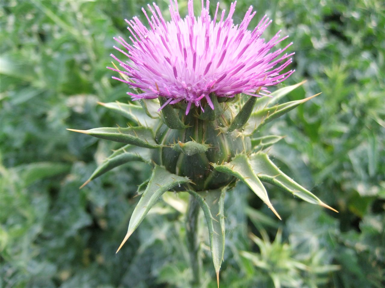 Organic Milk thistle extract