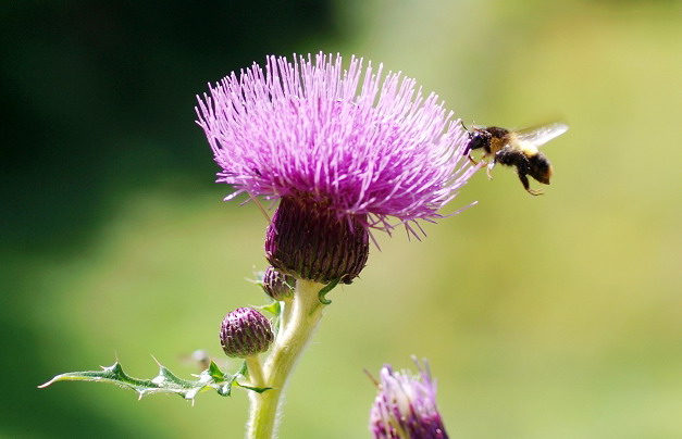Bulk herbs for sale Milk Thistle Extract 80% Silymarin powder