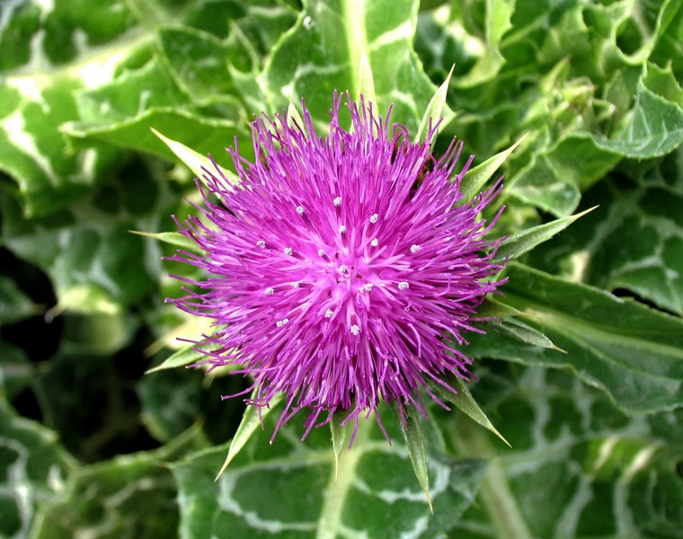 Top Quality And Low Price Milk Thistle Seed Extract