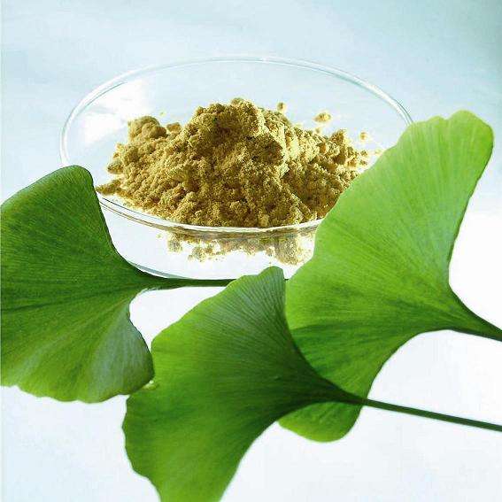 China supplier herbs supplements powder ginkgo biloba leaves extract
