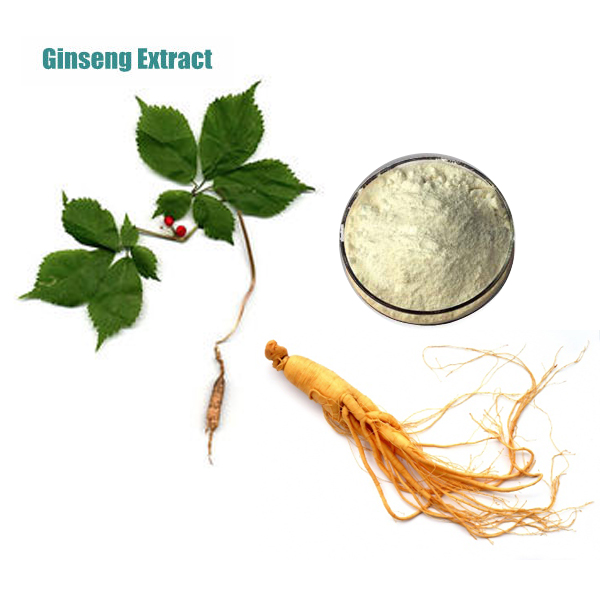Hot Selling Panax Ginseng Root Extract